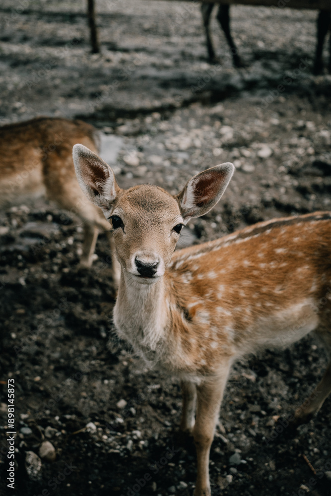Close-Up Portrait of a Young Deer in the Wild Close-Up Portrait of a Young Deer in the Wild