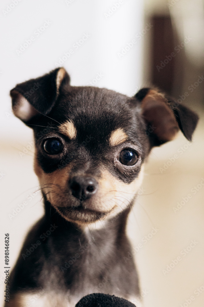 A chihuahua puppy playfully looks at the camera. Pets are little friends A chihuahua puppy playfully looks at the camera. Pets are little friends