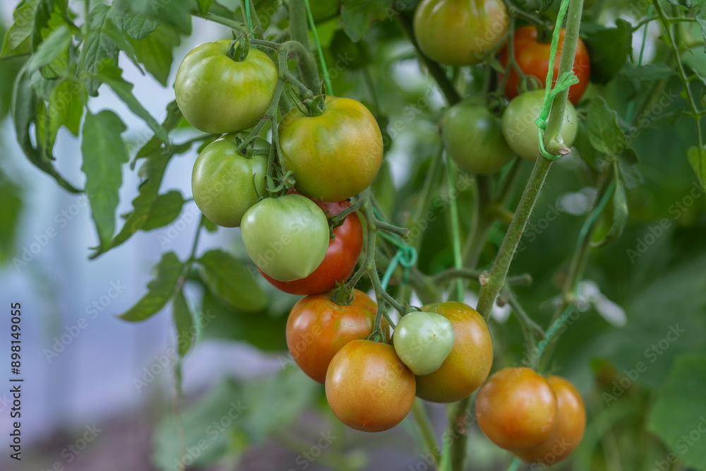 A bunch of tomatoes ripens on a bush in a greenhouse A bunch of tomatoes ripens on a bush in a greenhouse