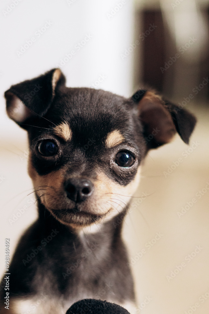 A chihuahua puppy playfully looks at the camera. Pets are little friends A chihuahua puppy playfully looks at the camera. Pets are little friends