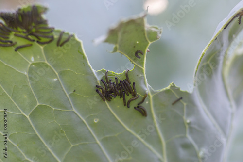Cabbage butterfly caterpillar eats cabbage leaf. Pests eat cabbage leaves. Pests destroy cabbage crop