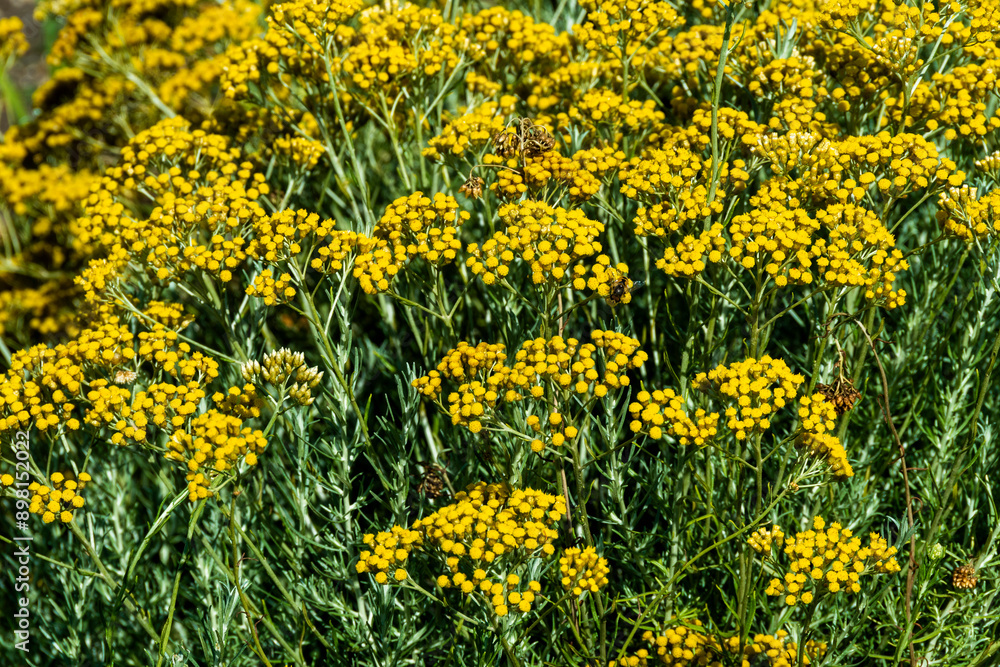 Obraz premium Fleurs d'helichryse, helichrysum stoechas
