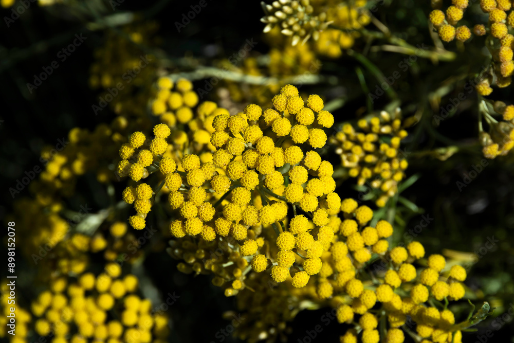 Fleurs d'helichryse, helichrysum stoechas Fleurs d'helichryse, helichrysum stoechas