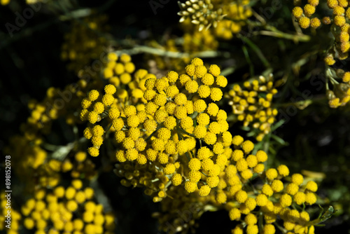 Fleurs d'helichryse, helichrysum stoechas