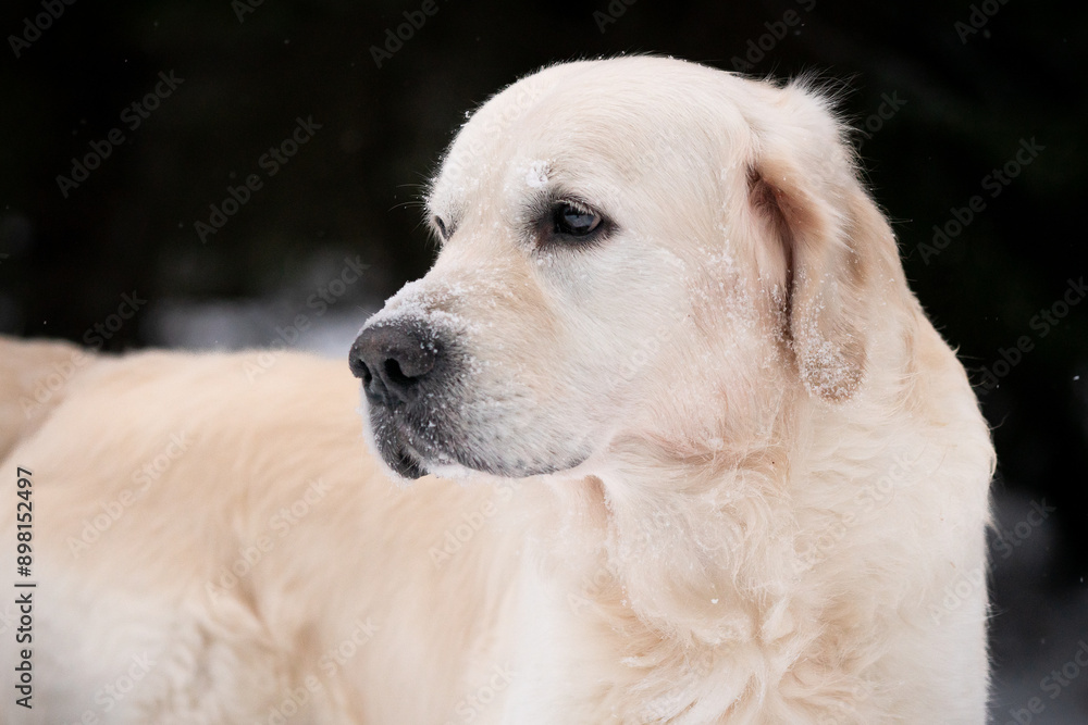 Beautiful golden retriever in walking in winter forest. Beautiful golden retriever in walking in winter forest.