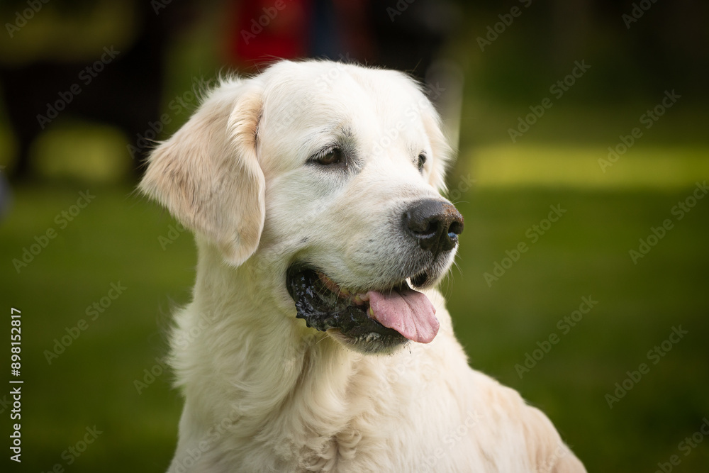 Beautiful golden retriever in summer. Beautiful golden retriever in summer.