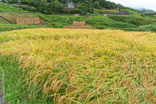 石川県輪島市　白米千枚田のハゼ掛け