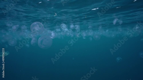 A group of jellyfish are swimming in the ocean. The jellyfish are all different sizes and colors photo