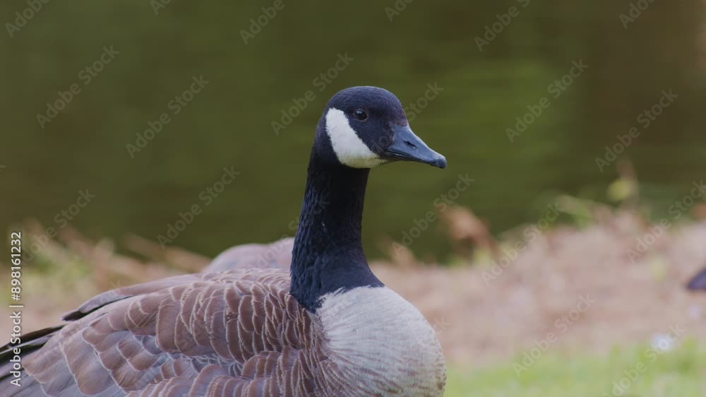 Canadian geese birds animals in natural environment in the park , wildlife scene episode Canadian geese birds animals in natural environment in the park , wildlife scene episode