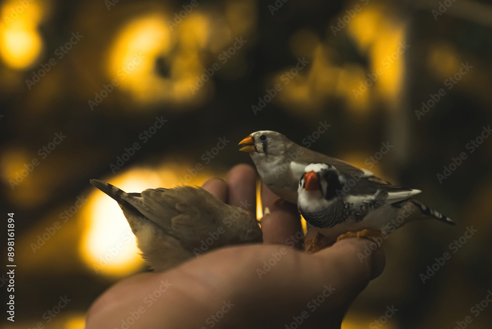 Fototapeta premium little cute finches taking their food from a human hands. High quality photo