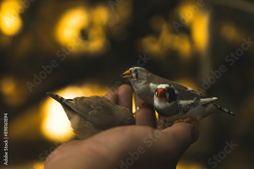 little cute finches taking their food from a human hands. High quality photo photo