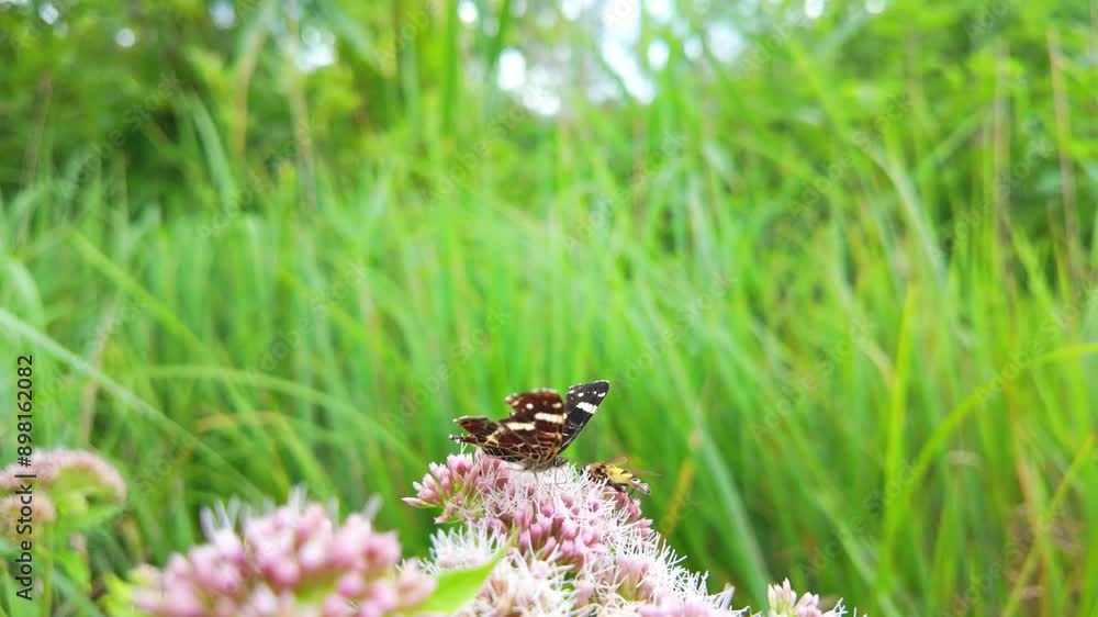 Butterfly on pink flowers in lush green meadow Butterfly on pink flowers in lush green meadow