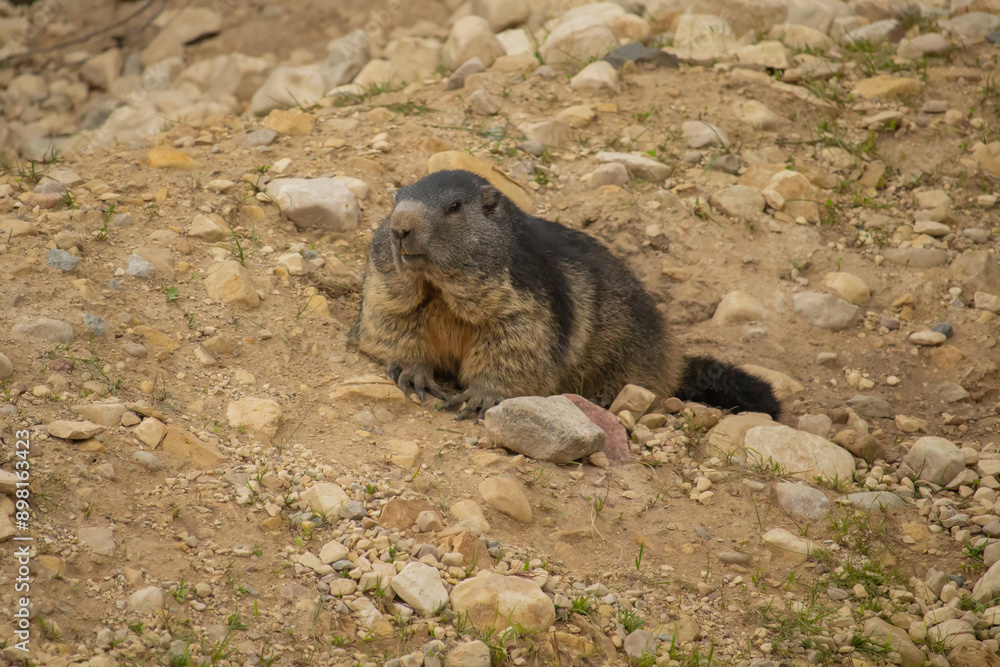 Fototapeta premium Alpine marmot sitting on a stone