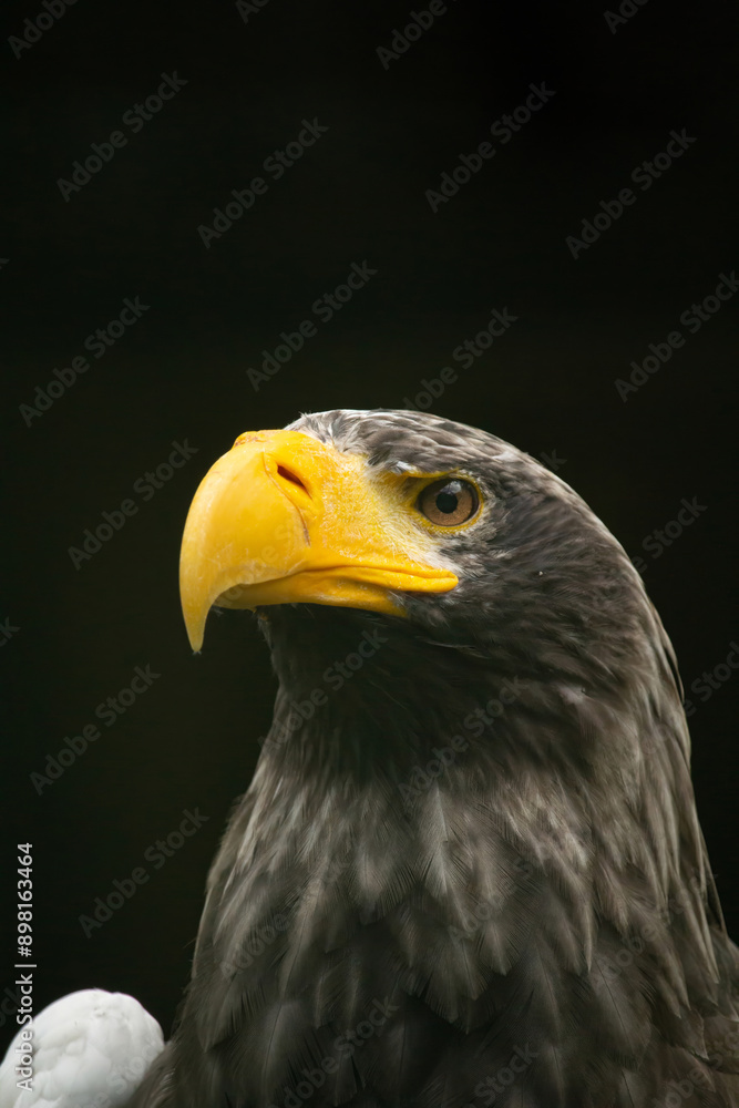Head of steller's sea eagle Head of steller's sea eagle