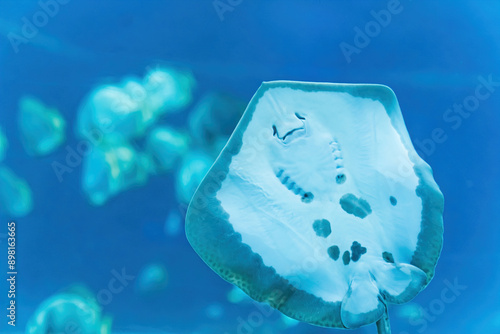 Schilderij op canvas closeup of stingray fish in front of the camera in the aquarium, other fishes in the background