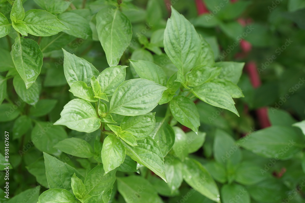 Sweet basil leaves in sunlight. Organic food and vegetables gardening or city farming concept. beauty nature background. Sweet basil leaves in sunlight. Organic food and vegetables gardening or city farming concept. beauty nature background.