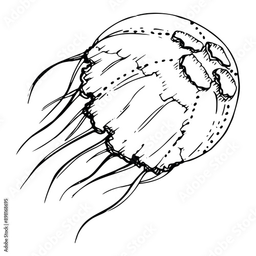 Jellyfish medusa tentacles Marine life, ocean underwater creature animal, Ink and pen sketch hand drawn. Single object illustration, stylized, isolated on white. Zoo shop, aquarium, cosmetics, resort