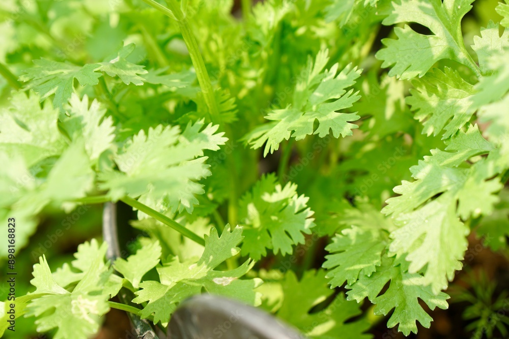 Selective focus on green coriander leaves in plant pot with morning light. Organic food and vegetables gardening or city farming concept. beauty nature background. Selective focus on green coriander leaves in plant pot with morning light. Organic food and vegetables gardening or city farming concept. beauty nature background.