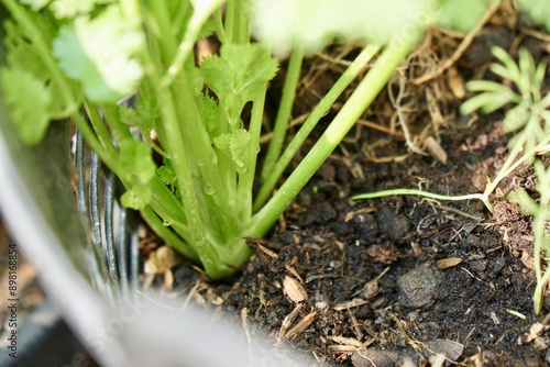 Selective focus on green coriander stem in plant pot with morning light. Organic food and vegetables gardening or city farming concept. beauty nature background. photo