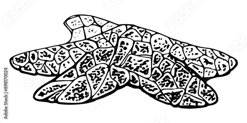 Starfish sea star fish Marine life, ocean underwater creature animal, Ink and pen sketch hand drawn. Single object illustration, stylized, isolated on white. Zoo shop, aquarium, cosmetics, resort