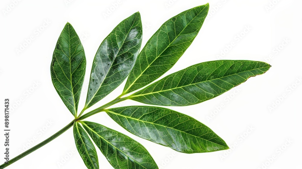 Fototapeta premium A photograph showcasing five elongated green leaves connected to a single stem, set against a white background, highlighting the natural and cohesive arrangement of the leaves.