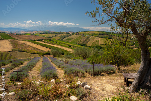 Abruzzo, lavender field, mount Maiella in background