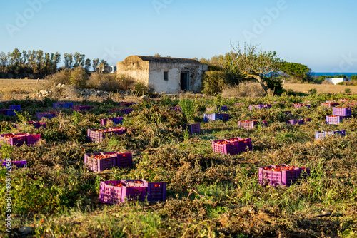 Culture et ramassage des tomates photo