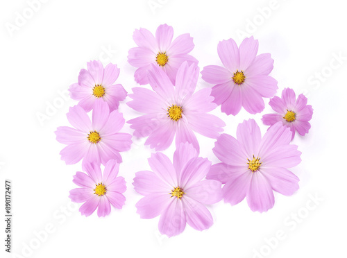 Close-up and top angle view of pink cosmos petals on white floor, South Korea 