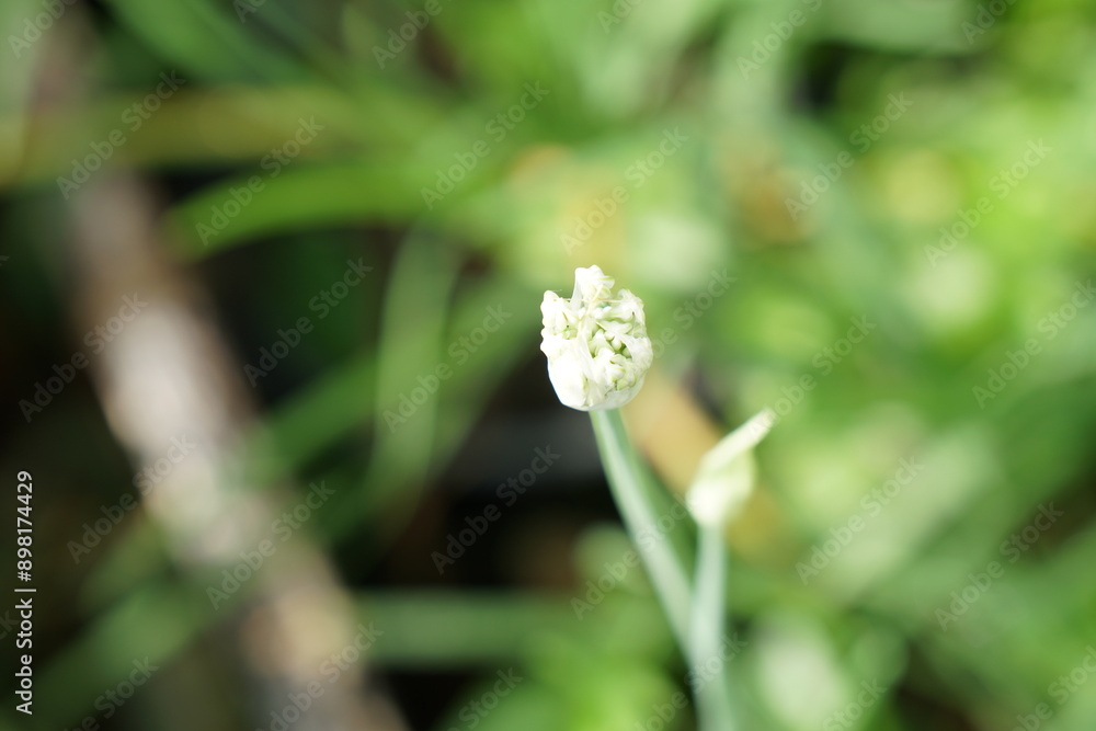 Obraz premium white flower buds of Garlic chives, Leek Chinese chives, Oriental garlic or Chinese leek. Herb, healthy food, Organic food, vegetables gardening or city farming concept. nature background.