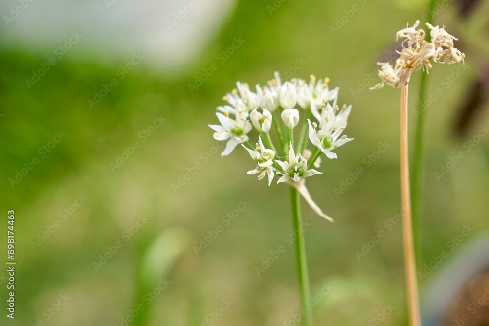 Young white flower and seed of Garlic chives, Leek Chinese chives, Oriental garlic or Chinese leek. Herb, healthy food, Organic food, vegetables gardening or city farming concept. nature background. Young white flower and seed of Garlic chives, Leek Chinese chives, Oriental garlic or Chinese leek. Herb, healthy food, Organic food, vegetables gardening or city farming concept. nature background.