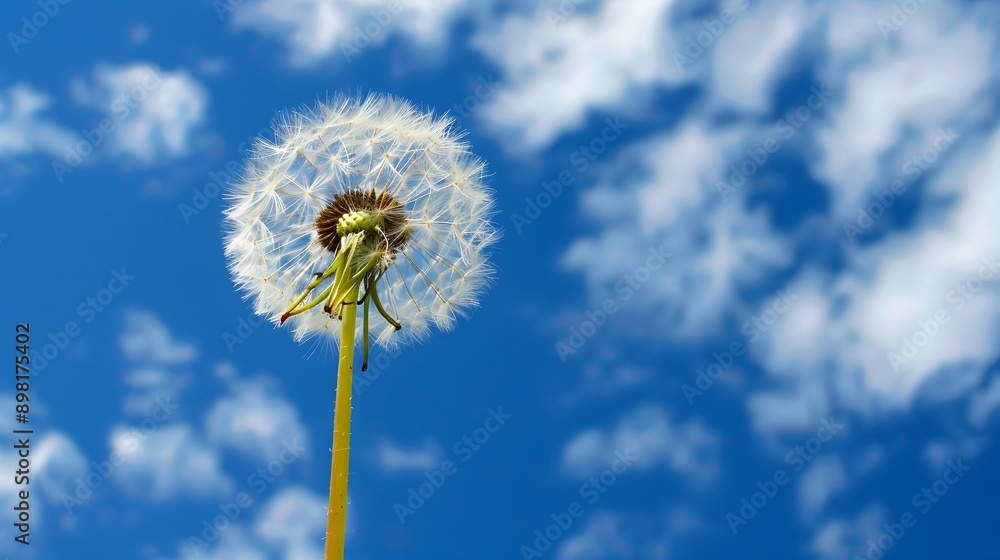 dandelion against blue sky dandelion against blue sky