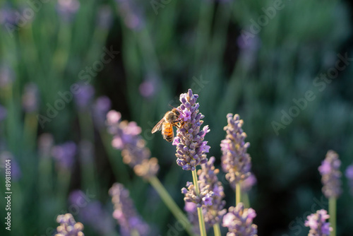 Bee on lavender flowers
