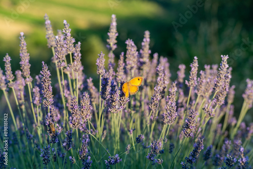 Orange butterfly on lavender flowers