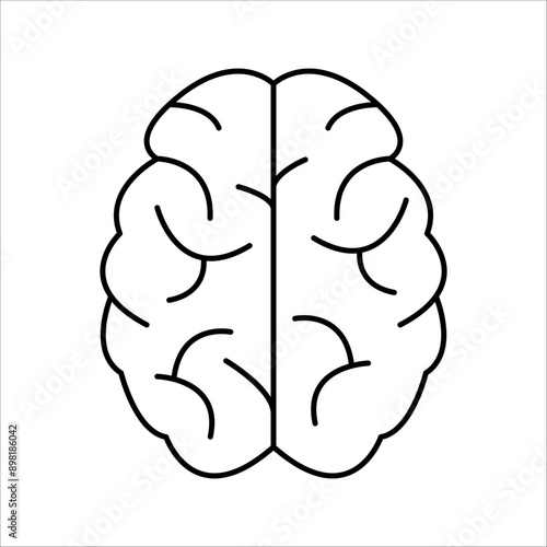 Brain