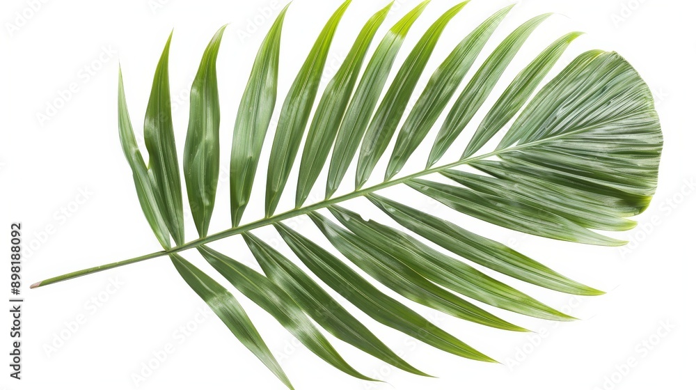 Fototapeta premium Close-up shot of a green palm frond against a pure white background. The natural foliage display is perfect for decor, illustrating detailed leaf veins and a tropical feel.