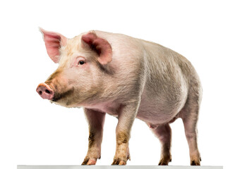 pig isolated on transparent or white background
