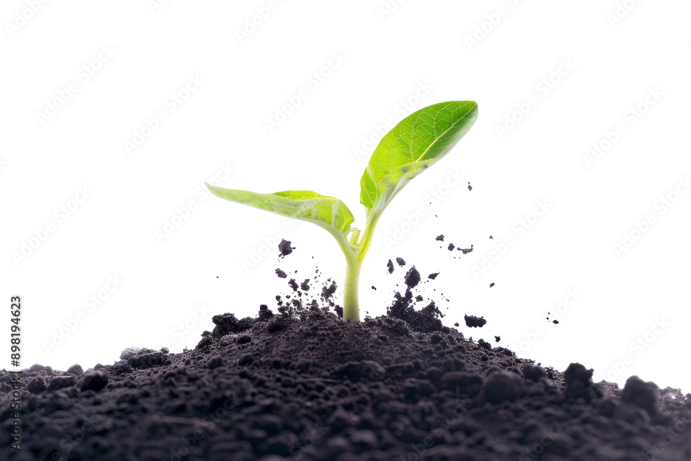 A green sapling had just emerged from the ground. Isolated on white background. A green sapling had just emerged from the ground. Isolated on white background.