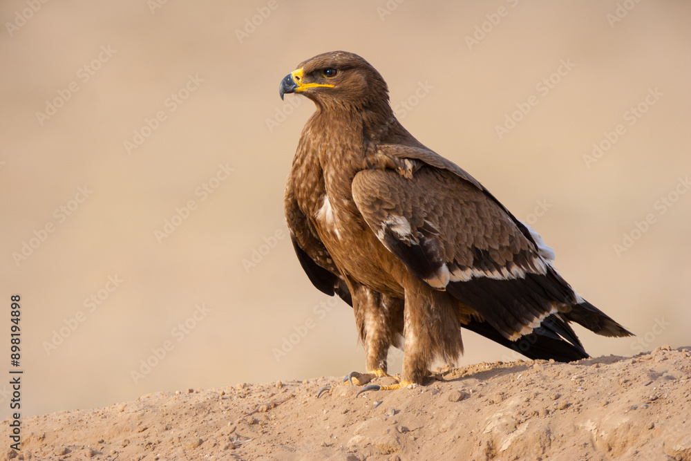 The steppe eagle (Aquila nipalensis) at Bikaner, Rajasthan, India The steppe eagle (Aquila nipalensis) at Bikaner, Rajasthan, India