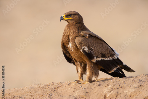 The steppe eagle (Aquila nipalensis) at Bikaner, Rajasthan, India
