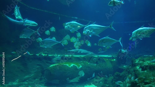 Wallpaper Mural A beautiful photo of a aquarium with fishes and corals. High quality 4k footage Torontodigital.ca