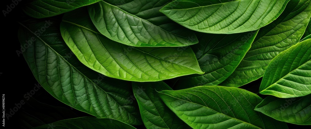 Close-Up Nature View Of Green Leaf Texture, A Dark Wallpaper Concept For A Lush And Calming Effect Close-Up Nature View Of Green Leaf Texture, A Dark Wallpaper Concept For A Lush And Calming Effect