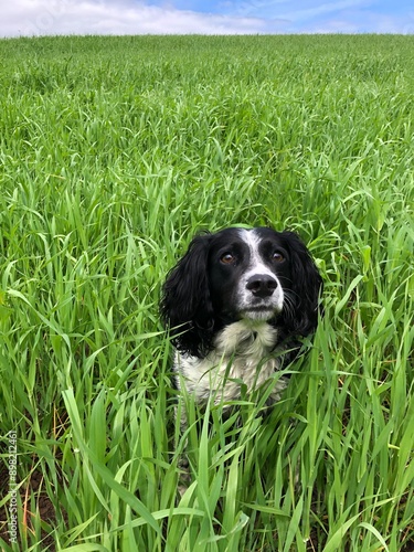 Spinger Spaniel jumping around in a field, North Yorkshire, England, United Kingdom photo