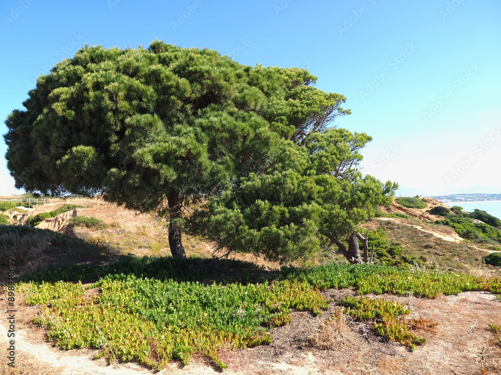 Beautiful big stone pine tree pinus pinea Beautiful big stone pine tree pinus pinea