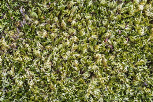 Closeup top view of homalothecium sericeum aka silky wall feather moss - green textured natural background photo