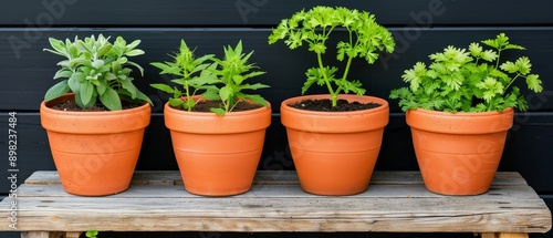 fresh herbs in terracotta pots on a rustic wooden shelf against a black wall - a simple and natural home garden scene