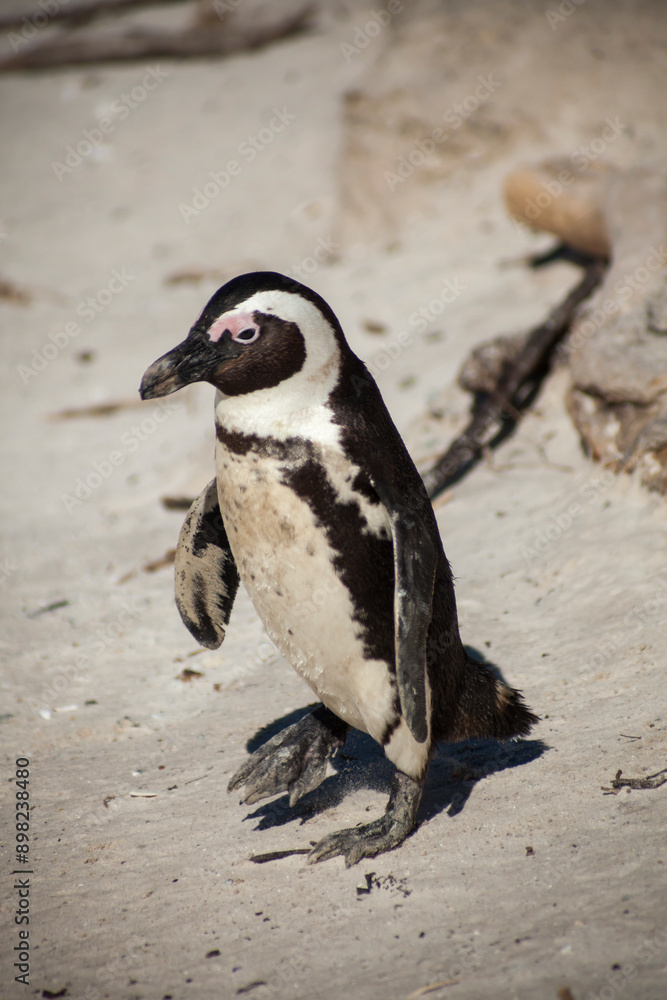 Naklejka premium African penguin 