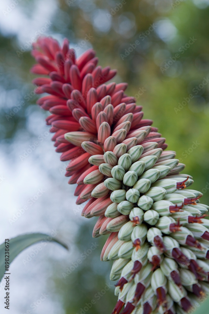 Fototapeta premium Kniphofia plant
