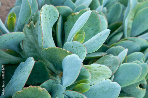 Cotyledon orbiculata photo