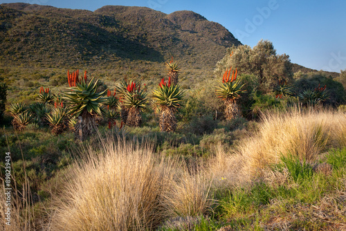 The landscape and nature around Route 62 in South Africa