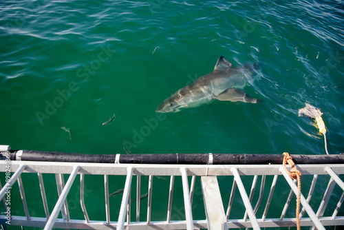 White shark swimming around a cage during a shark cage diving in South Africa photo